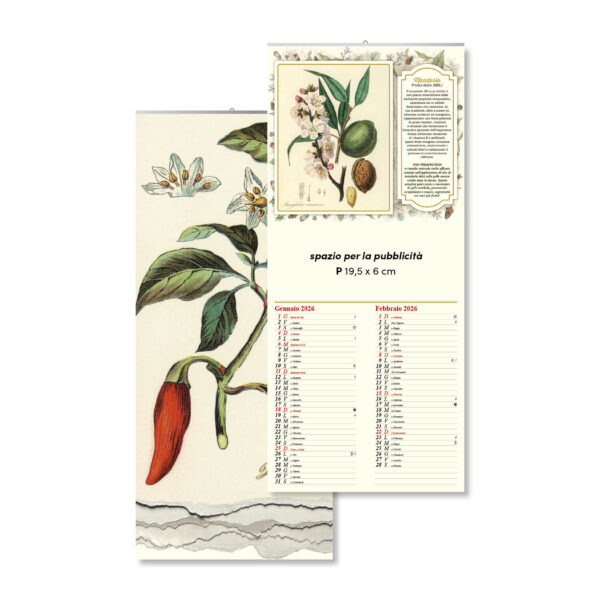 Calendari 2026 ILLUSTRATI GIOVE OLD